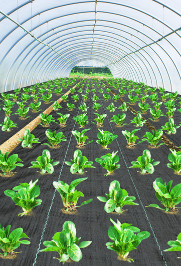 Green plants growing in rows inside a greenhouse.