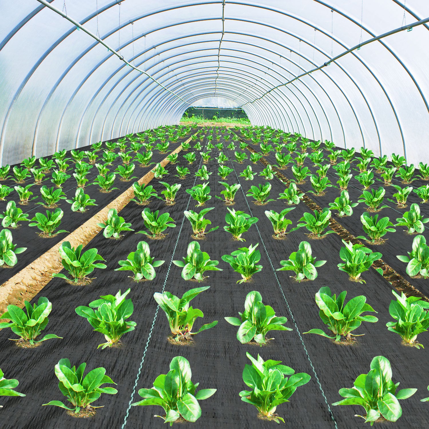 Green plants growing in rows inside a greenhouse.