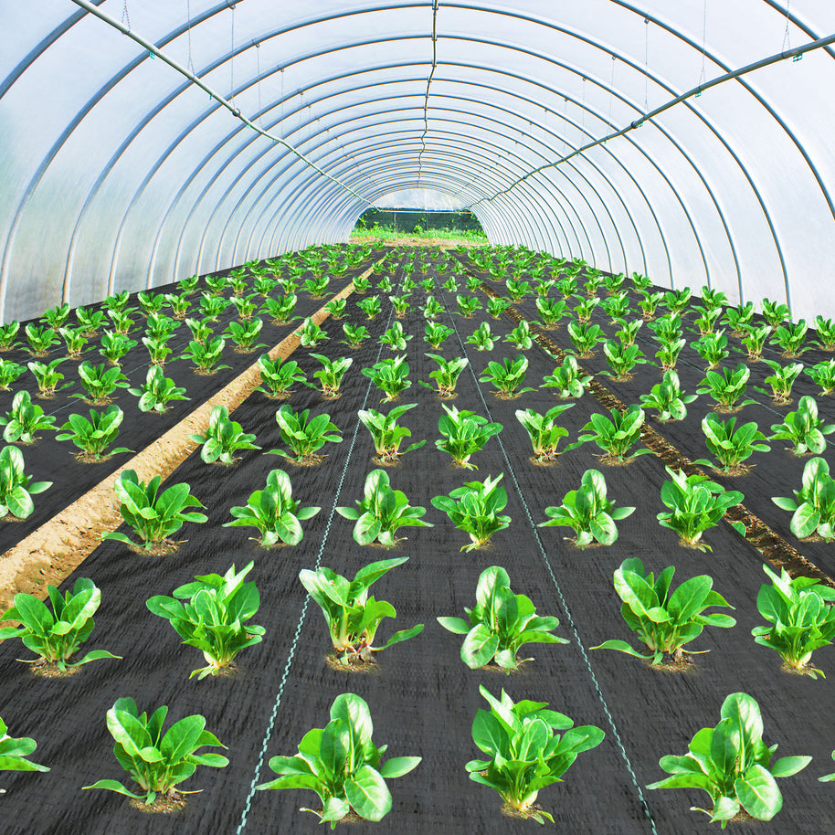 Green plants growing in rows inside a greenhouse.