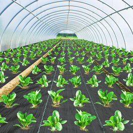 Green plants growing in rows inside a greenhouse.
